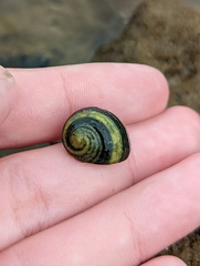Neritoidea