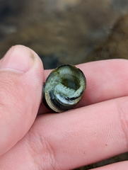 Neritoidea