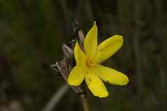 Bobartia macrospatha macrospatha