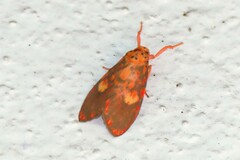 Ammatho cuneonotatus