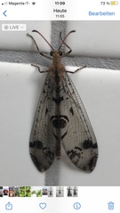 Dendroleon pantherinus