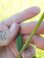 Sabatia macrophylla