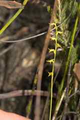 Holothrix exilis