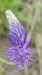 Phyteuma betonicifolium