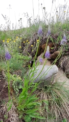 Phyteuma betonicifolium