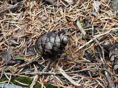 Pseudotsuga wilsoniana