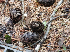 Pseudotsuga wilsoniana