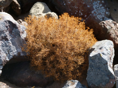 Teloschistes capensis