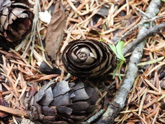 Pseudotsuga wilsoniana