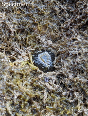 Anthopleura dixoniana