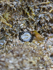 Anthopleura dixoniana