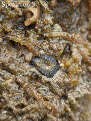 Anthopleura dixoniana