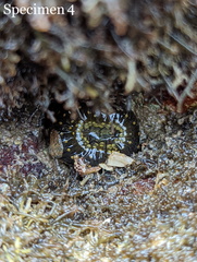 Anthopleura dixoniana