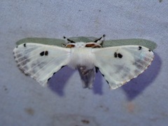 Penicillifera apicalis