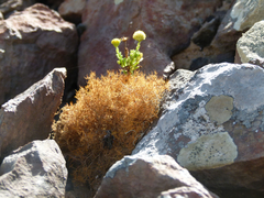 Teloschistes capensis