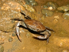 Pseudothelphusa