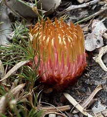 Banksia pellaeifolia