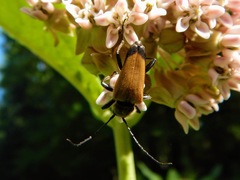 Trigonarthris