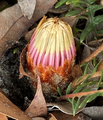 Banksia pellaeifolia