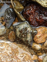 Cryptasterina pentagona