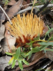 Banksia pellaeifolia