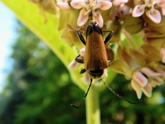 Trigonarthris