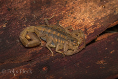 Centruroides limpidus