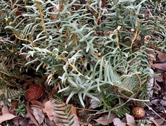 Banksia pellaeifolia