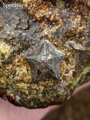Cryptasterina pentagona