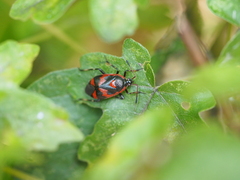 Deraeocoris trifasciatus