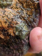 Cryptasterina pentagona