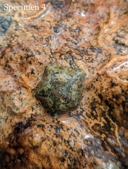 Cryptasterina pentagona