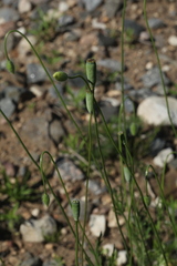Papaver albiflorum