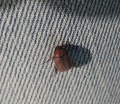 Maladera insanabilis