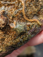 Cryptasterina pentagona