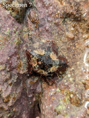 Cryptasterina pentagona
