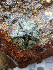 Cryptasterina pentagona