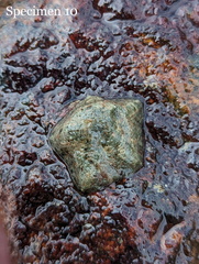 Cryptasterina pentagona