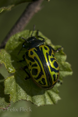 Calligrapha mexicana
