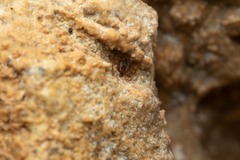 Ixodes vespertilionis