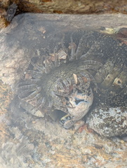 Anthopleura dixoniana