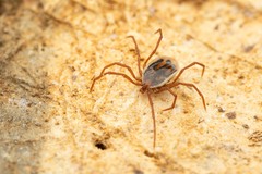Ixodes vespertilionis
