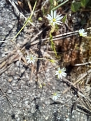 Stellaria graminea
