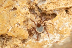 Ixodes vespertilionis