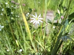 Stellaria graminea