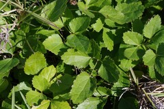 Knowltonia vesicatoria
