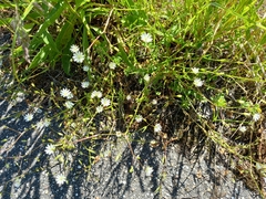 Stellaria graminea