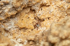 Ixodes vespertilionis