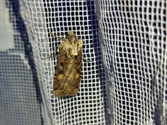 Opigena polygona