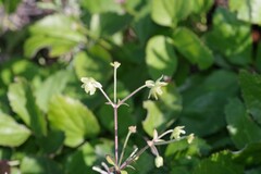 Knowltonia vesicatoria